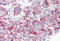 Heat Shock Protein Family H (Hsp110) Member 1 antibody, MBS244278, MyBioSource, Immunohistochemistry frozen image 