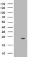 Muscle RAS Oncogene Homolog antibody, NBP2-00719, Novus Biologicals, Western Blot image 