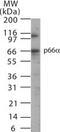 GATA Zinc Finger Domain Containing 2A antibody, PA1-41241, Invitrogen Antibodies, Western Blot image 