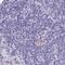 Solute Carrier Family 32 Member 1 antibody, PA5-63620, Invitrogen Antibodies, Immunohistochemistry frozen image 