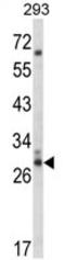 CDC42 Effector Protein 3 antibody, AP17935PU-N, Origene, Western Blot image 