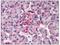 Derlin-3 antibody, AP08308PU-N, Origene, Immunohistochemistry frozen image 