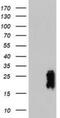 Transgelin antibody, NBP2-00894, Novus Biologicals, Western Blot image 