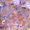 Cortactin antibody, LS-C353339, Lifespan Biosciences, Immunohistochemistry frozen image 