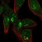 Formyl Peptide Receptor 1 antibody, HPA061744, Atlas Antibodies, Immunofluorescence image 