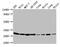 B Cell Receptor Associated Protein 31 antibody, CSB-PA03425A0Rb, Cusabio, Western Blot image 