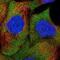 Sterile Alpha Motif Domain Containing 4B antibody, NBP2-55800, Novus Biologicals, Immunofluorescence image 