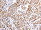 ATP Synthase Inhibitory Factor Subunit 1 antibody, CSB-PA569426, Cusabio, Immunohistochemistry frozen image 