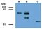 Abraxas 1, BRCA1 A Complex Subunit antibody, M32338, Boster Biological Technology, Western Blot image 