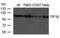 Tripartite Motif Containing 28 antibody, MBS835134, MyBioSource, Western Blot image 