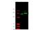 GLI Family Zinc Finger 2 antibody, NB600-874, Novus Biologicals, Western Blot image 