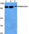 Ankyrin Repeat Domain 20 Family Member A1 antibody, A18646-1, Boster Biological Technology, Western Blot image 