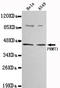 Protein Arginine Methyltransferase 1 antibody, LS-C178278, Lifespan Biosciences, Western Blot image 