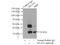 MNAT1 Component Of CDK Activating Kinase antibody, 11719-1-AP, Proteintech Group, Immunoprecipitation image 
