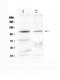 HIF-2-alpha antibody, PA5-79204, Invitrogen Antibodies, Western Blot image 