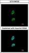 Proteasome Activator Subunit 3 antibody, GTX106722, GeneTex, Immunofluorescence image 