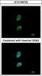 Proteasome activator complex subunit 3 antibody, GTX106722, GeneTex, Immunofluorescence image 