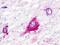 G Protein-Coupled Receptor 22 antibody, NLS111, Novus Biologicals, Immunohistochemistry frozen image 