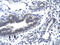 Cyclin H antibody, 31-035, ProSci, Immunohistochemistry paraffin image 