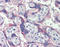 cNOS antibody, ADI-KAP-NO021-D, Enzo Life Sciences, Immunohistochemistry frozen image 