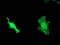 DnaJ Heat Shock Protein Family (Hsp40) Member B1 antibody, TA502194S, Origene, Immunofluorescence image 