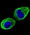Tubulin Beta 2B Class IIb antibody, LS-C160331, Lifespan Biosciences, Immunofluorescence image 