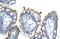 Zinc Finger HIT-Type Containing 6 antibody, orb324556, Biorbyt, Immunohistochemistry paraffin image 