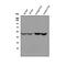 KST antibody, A08426, Boster Biological Technology, Western Blot image 