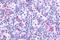 Prostaglandin I2 Receptor antibody, GTX71509, GeneTex, Immunohistochemistry paraffin image 