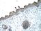 MYB Proto-Oncogene Like 2 antibody, GTX77893, GeneTex, Immunohistochemistry paraffin image 