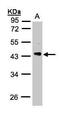 Phosducin Like antibody, PA5-21817, Invitrogen Antibodies, Western Blot image 