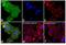 Erb-B2 Receptor Tyrosine Kinase 3 antibody, PA1-86644, Invitrogen Antibodies, Immunofluorescence image 