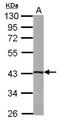 Beta-1,4-Galactosyltransferase 5 antibody, NBP2-14882, Novus Biologicals, Western Blot image 