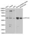 Cytochrome P450 Family 11 Subfamily A Member 1 antibody, abx001432, Abbexa, Western Blot image 