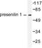 Presenilin 1 antibody, LS-C176185, Lifespan Biosciences, Western Blot image 