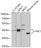 Four And A Half LIM Domains 1 antibody, 19-678, ProSci, Western Blot image 