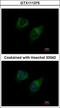Diacylglycerol Kinase Gamma antibody, GTX111375, GeneTex, Immunofluorescence image 