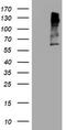 MAGE Family Member A3 antibody, LS-C175505, Lifespan Biosciences, Western Blot image 