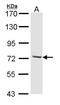 Dynein Cytoplasmic 1 Intermediate Chain 2 antibody, LS-C186264, Lifespan Biosciences, Western Blot image 
