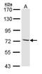 Cytoplasmic dynein 1 intermediate chain 2 antibody, LS-C186264, Lifespan Biosciences, Western Blot image 