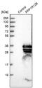 Protein Phosphatase 1 Regulatory Subunit 12B antibody, PA5-55001, Invitrogen Antibodies, Western Blot image 