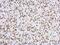 Lamin A/C antibody, NBP2-19324, Novus Biologicals, Immunohistochemistry frozen image 