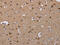 Cyclin Dependent Kinase 5 antibody, CSB-PA547925, Cusabio, Immunohistochemistry frozen image 