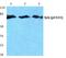 Spleen Associated Tyrosine Kinase antibody, A00490Y323, Boster Biological Technology, Western Blot image 