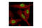Sirtuin 1 antibody, 2493S, Cell Signaling Technology, Immunofluorescence image 
