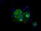 CD5 Molecule antibody, NBP2-02690, Novus Biologicals, Immunofluorescence image 