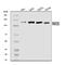 Ring Finger Protein 20 antibody, A03457-1, Boster Biological Technology, Western Blot image 