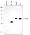 Protein Tyrosine Phosphatase Non-Receptor Type 2 antibody, MAB1930, R&D Systems, Western Blot image 