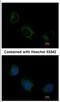 Eukaryotic Translation Initiation Factor 3 Subunit F antibody, NBP2-16299, Novus Biologicals, Immunocytochemistry image 