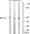 Nuclear Transcription Factor Y Subunit Alpha antibody, LS-C118829, Lifespan Biosciences, Western Blot image 